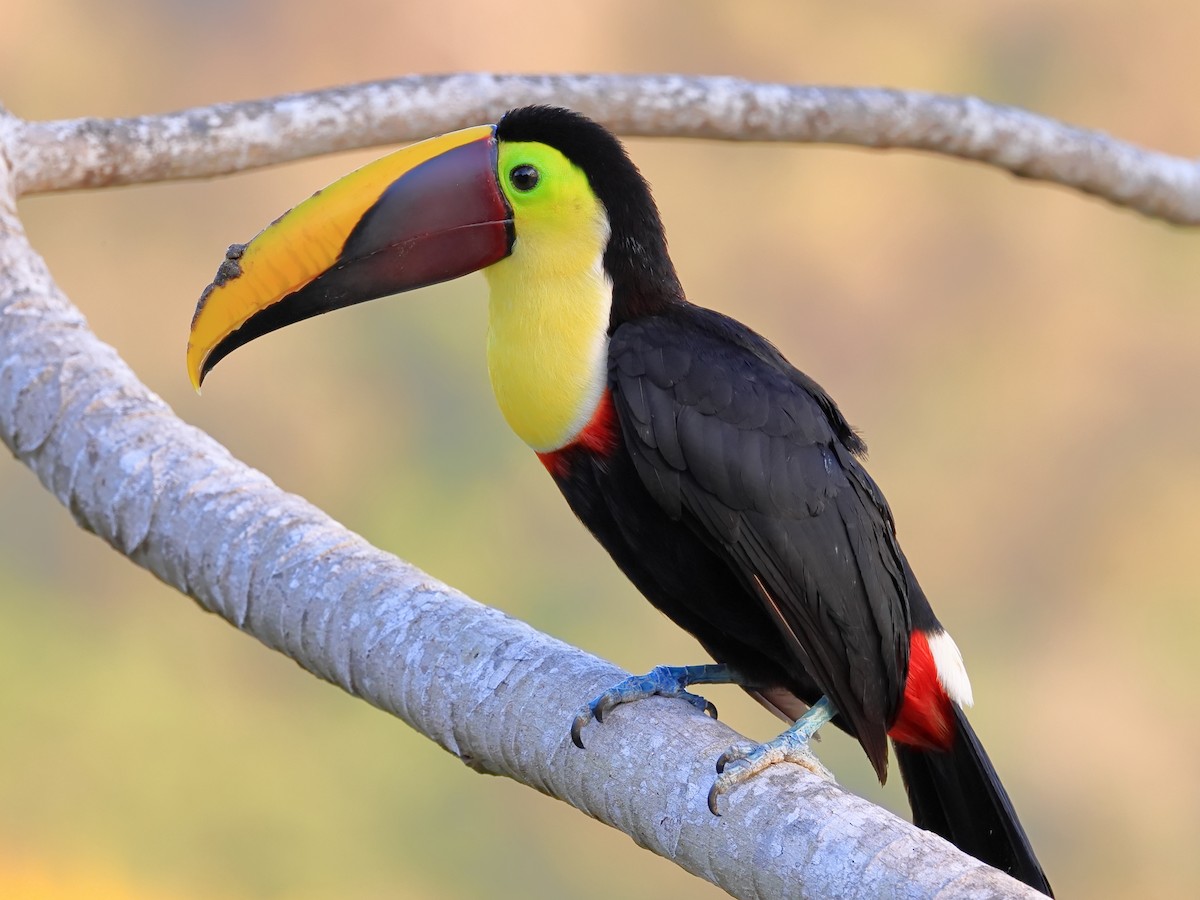 Yellow-throated Toucan - ML630934965