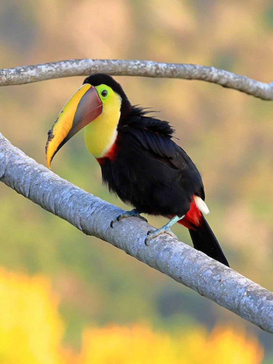 Yellow-throated Toucan - ML630934967