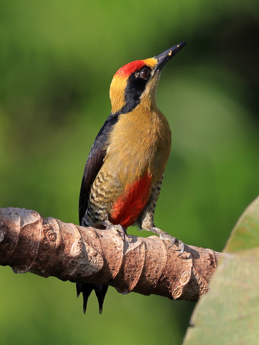 Golden-naped Woodpecker - ML630934983
