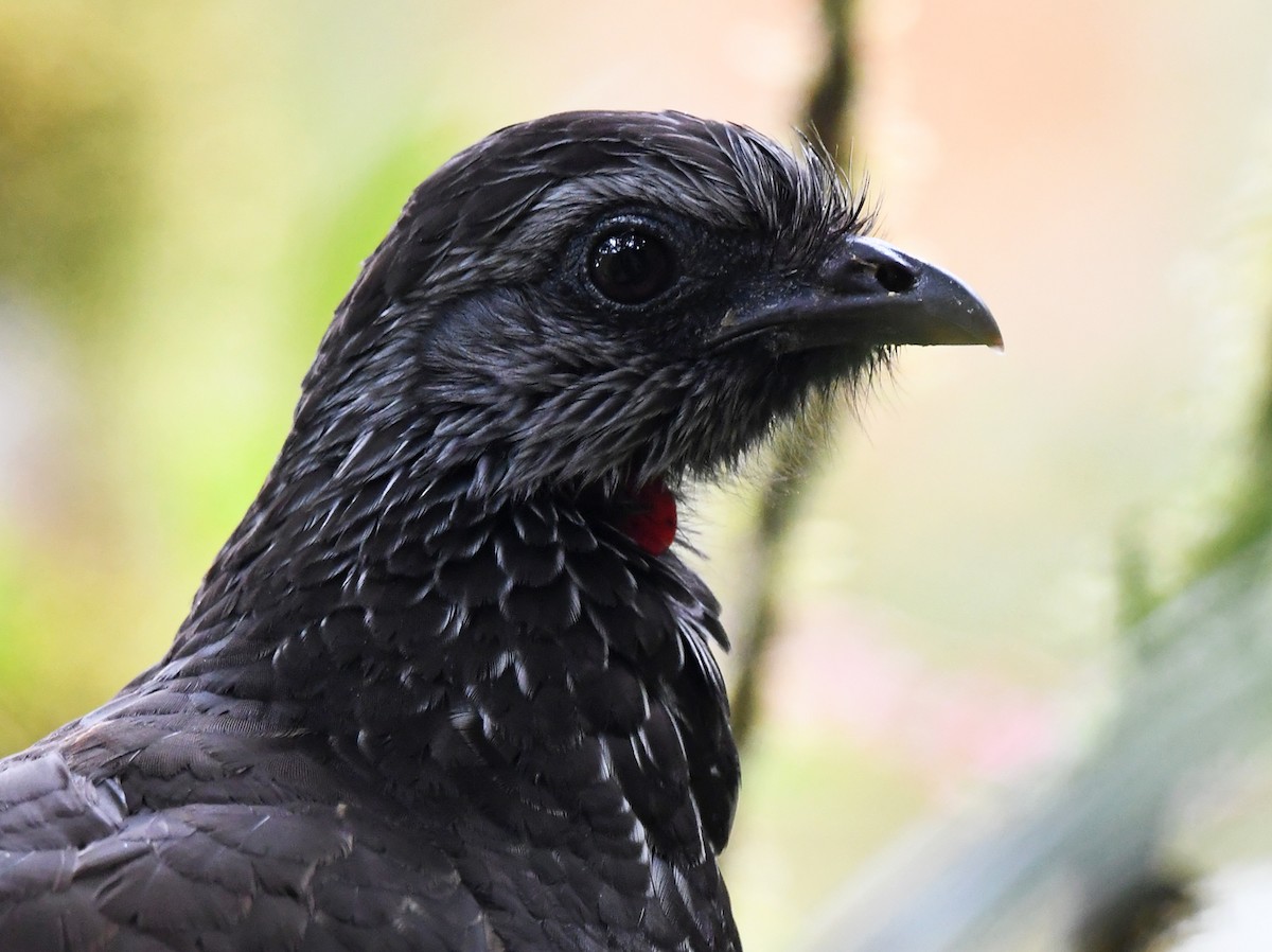 Bearded Guan - ML630935068