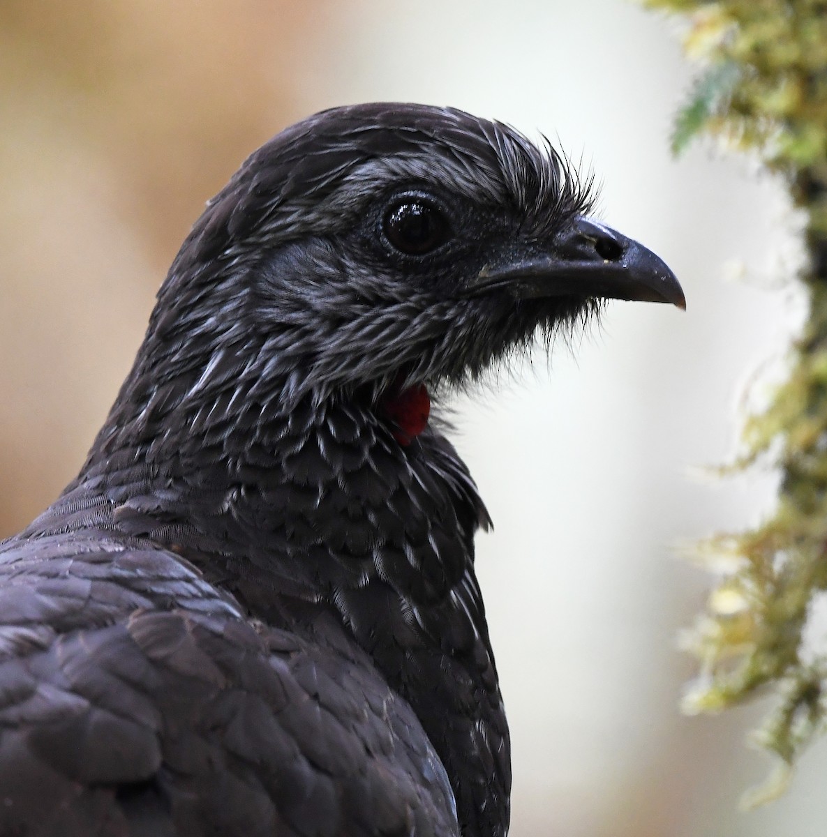Bearded Guan - ML630935071