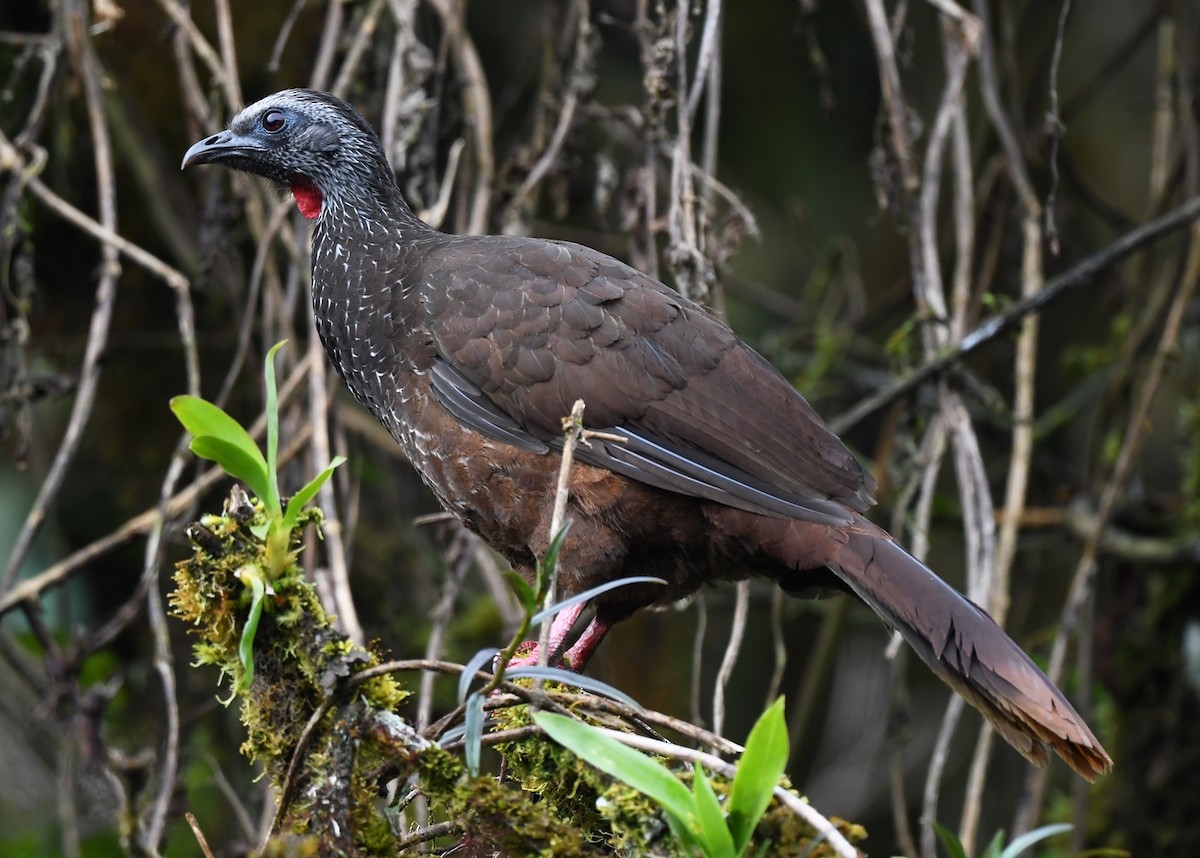 Bearded Guan - ML630935072