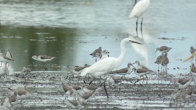 Saunders's Gull - ML630935468