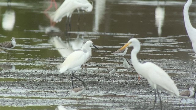 Saunders's Gull - ML630935476