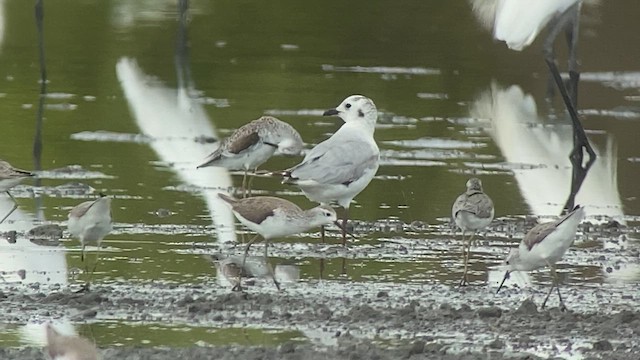 Saunders's Gull - ML630935477