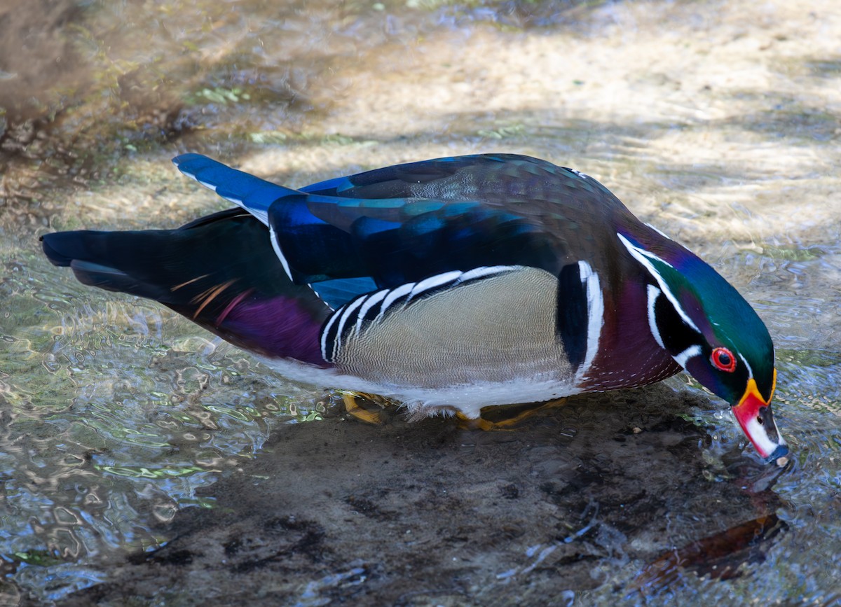 Wood Duck - ML630935735