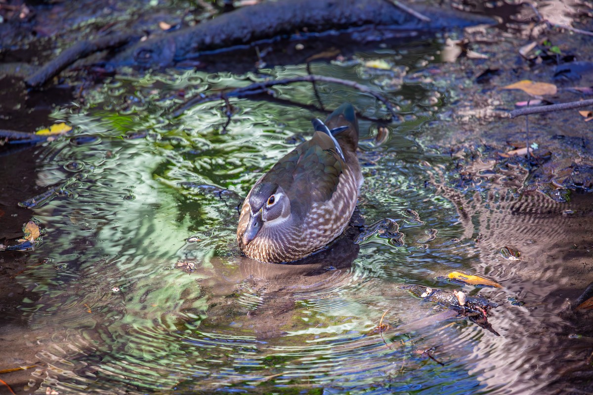 Wood Duck - ML630935736