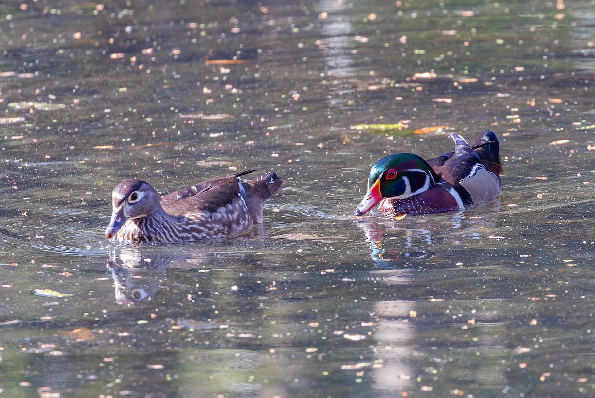 Wood Duck - ML630935762