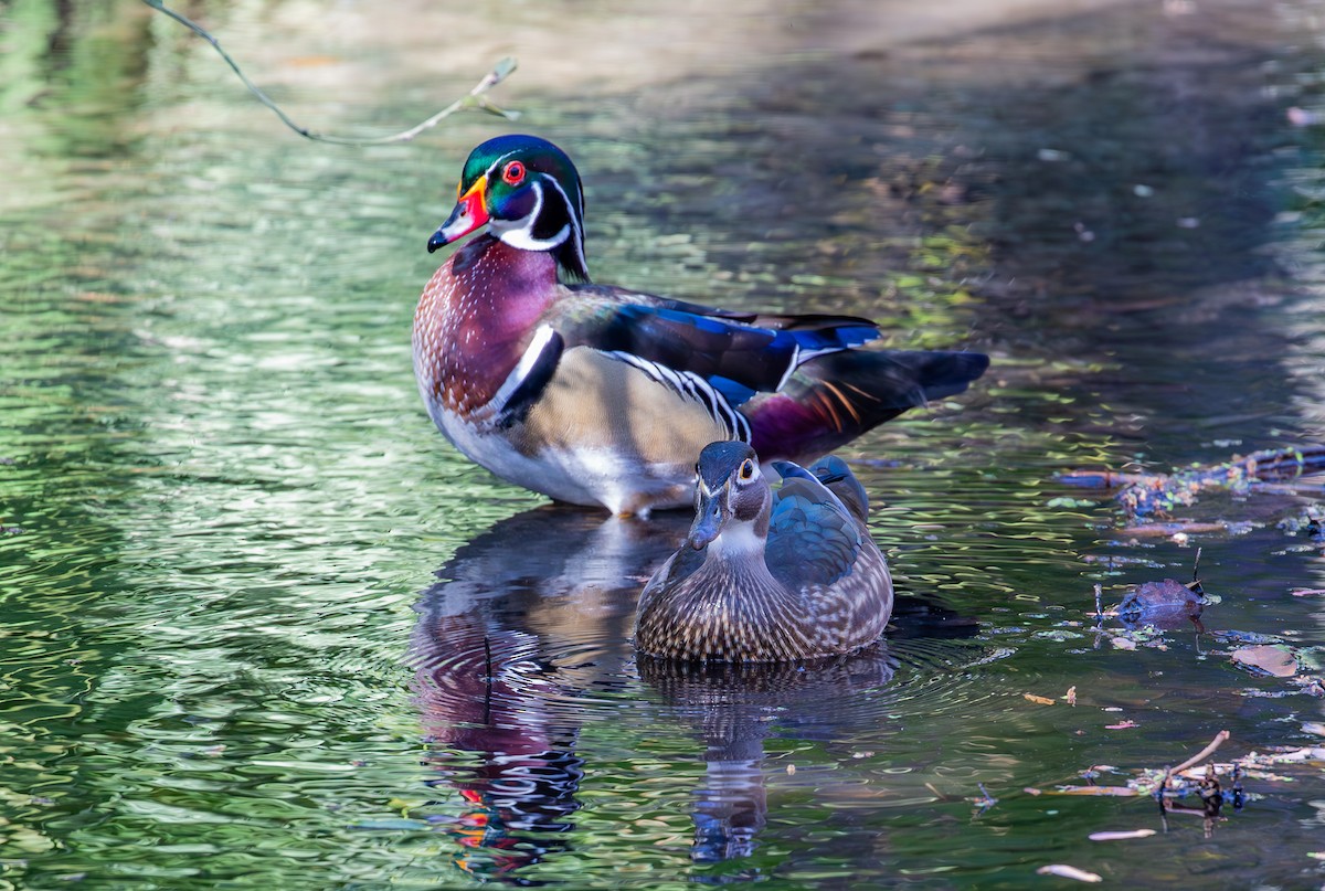 Wood Duck - ML630935763
