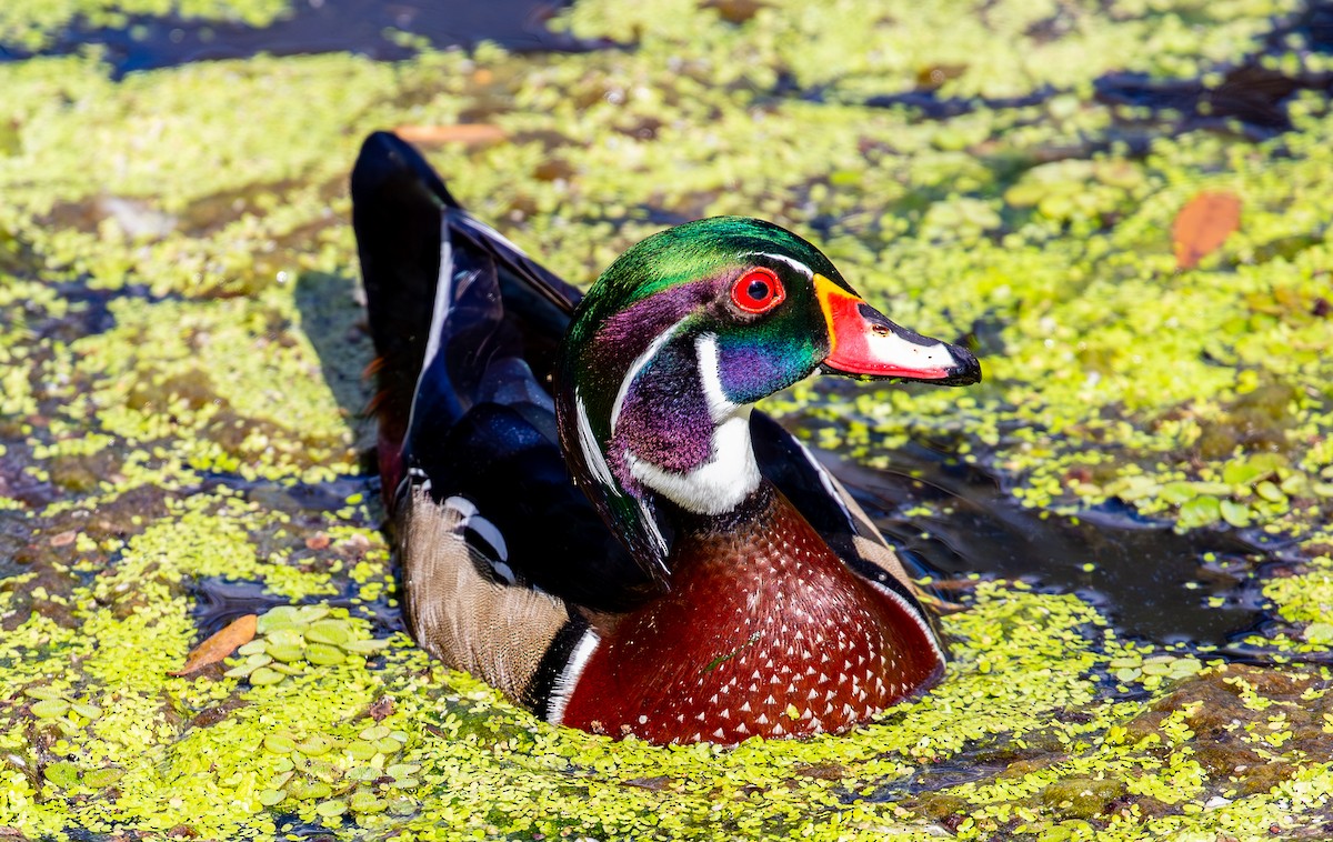 Wood Duck - ML630935800