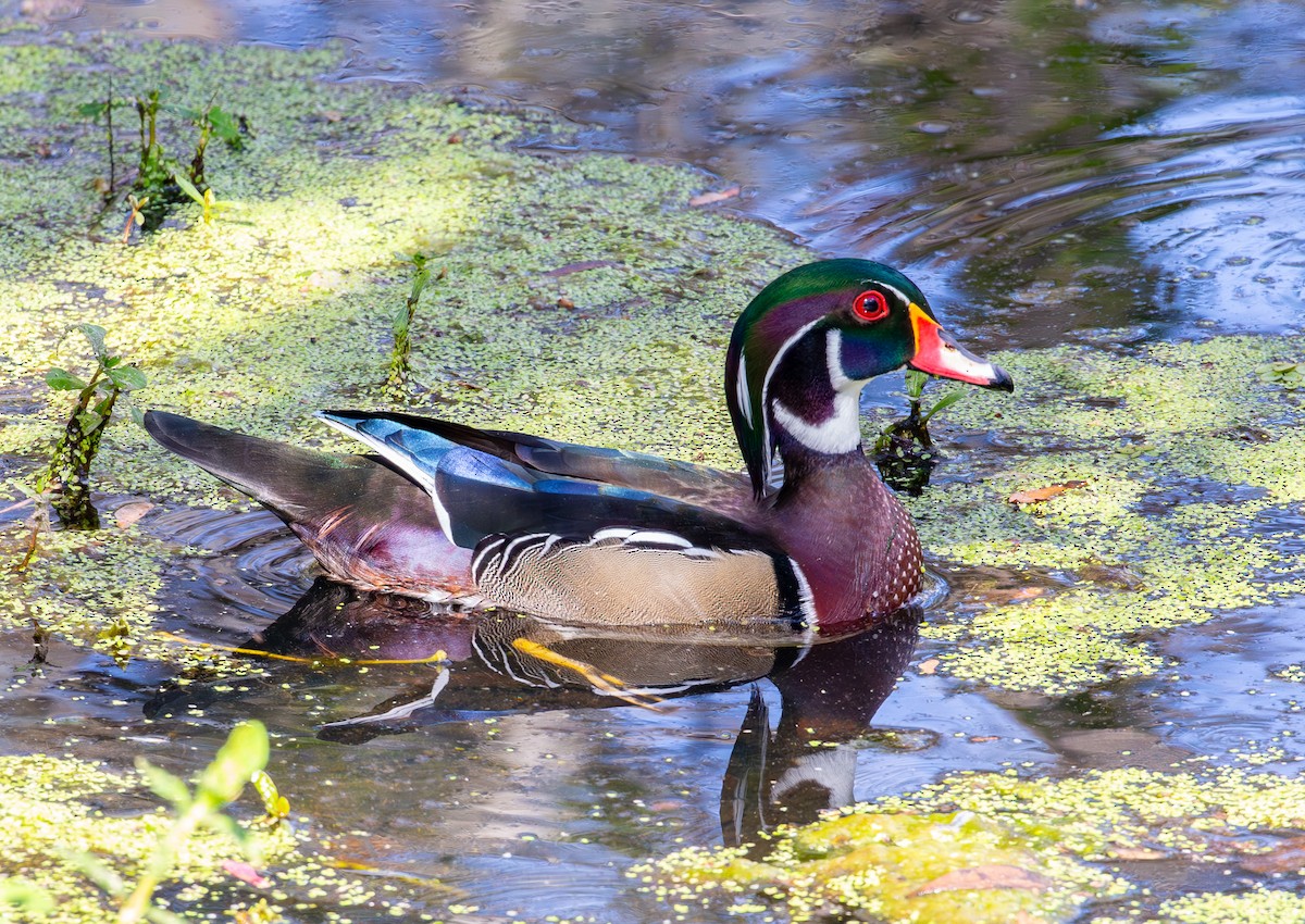 Wood Duck - ML630935802