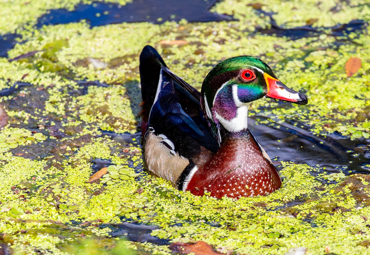 Wood Duck - ML630935803