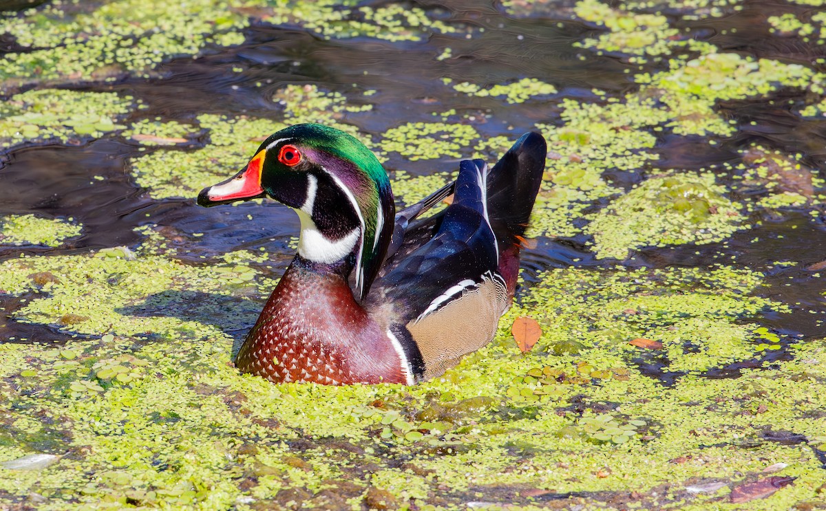Wood Duck - ML630935805