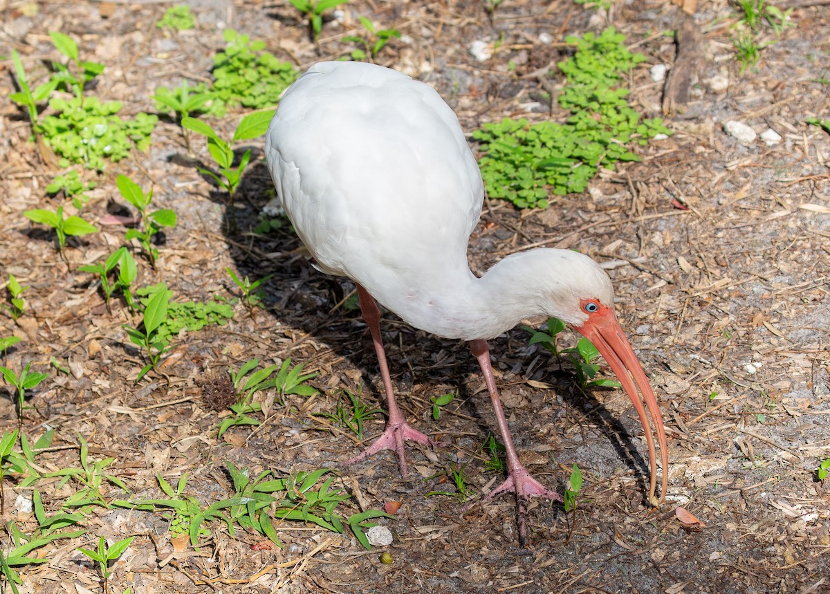 White Ibis - ML630935869