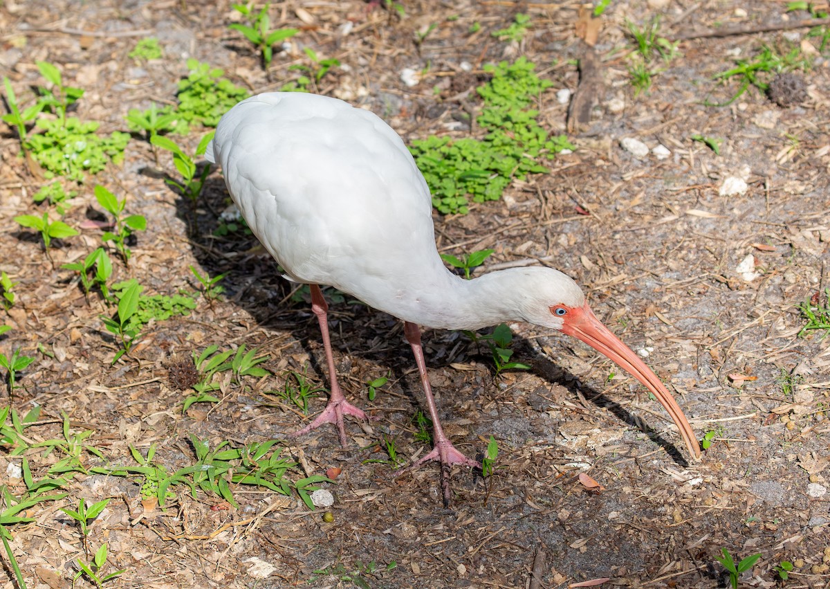 White Ibis - ML630935870