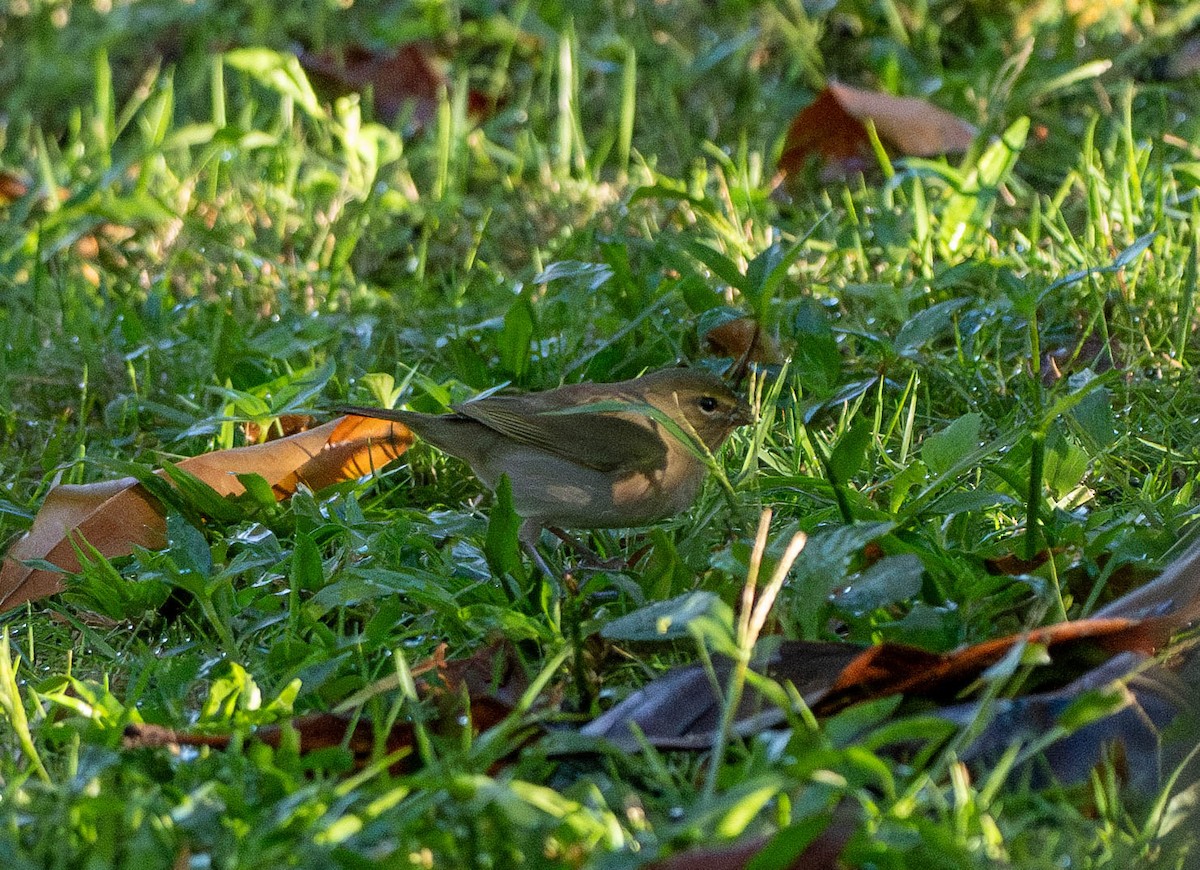 Yellow-faced Grassquit - ML630935877