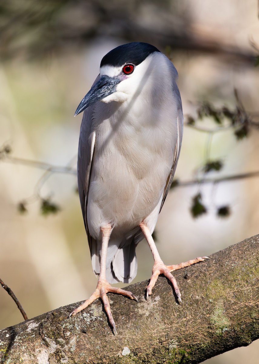 Black-crowned Night Heron - ML630935934