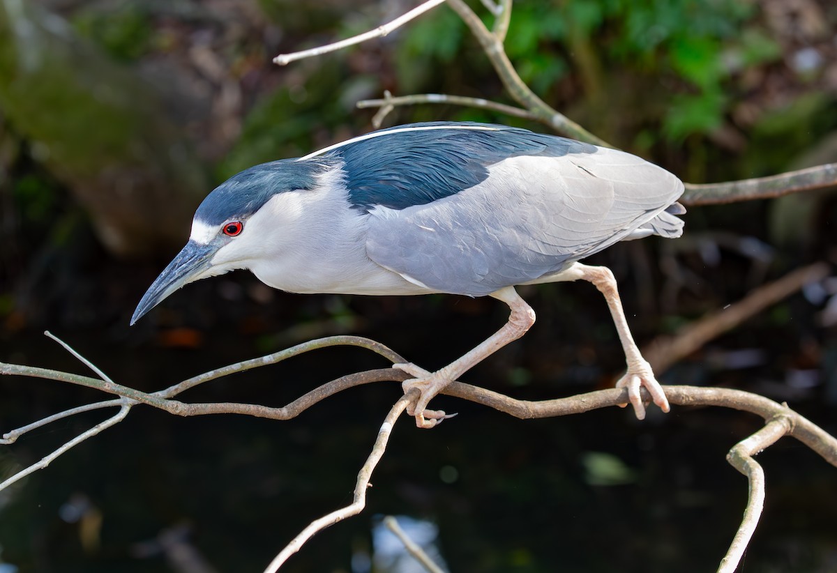 Black-crowned Night Heron - ML630935935