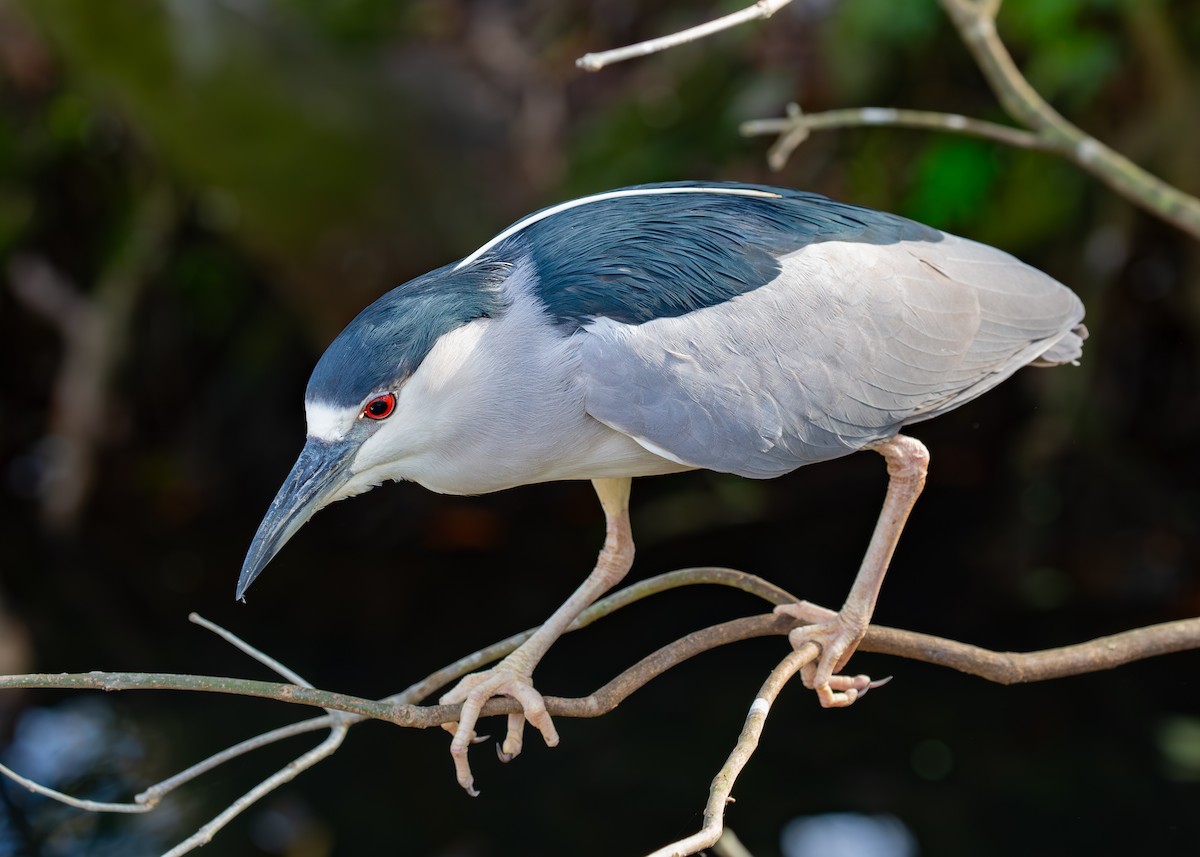 Black-crowned Night Heron - ML630935936