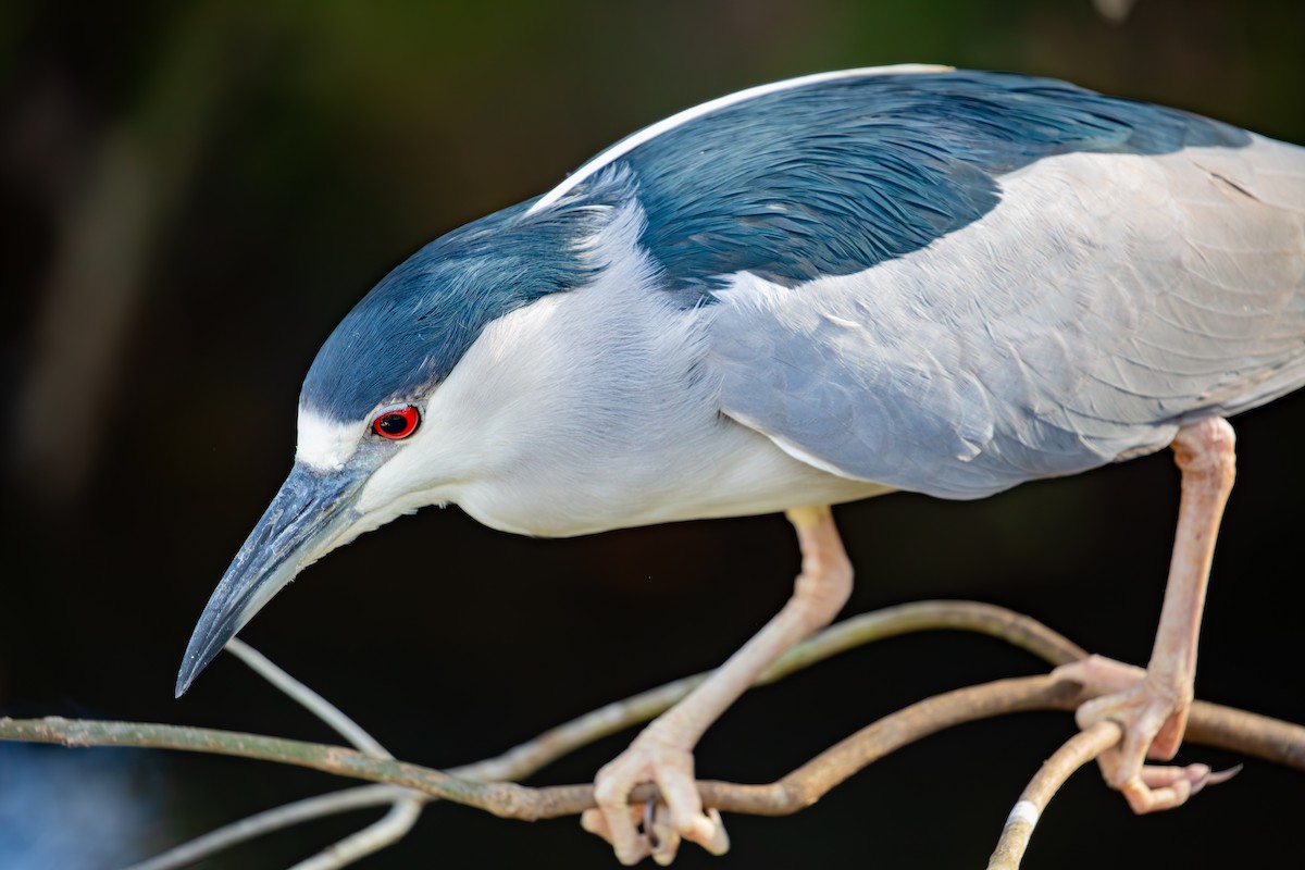 Black-crowned Night Heron - ML630935937