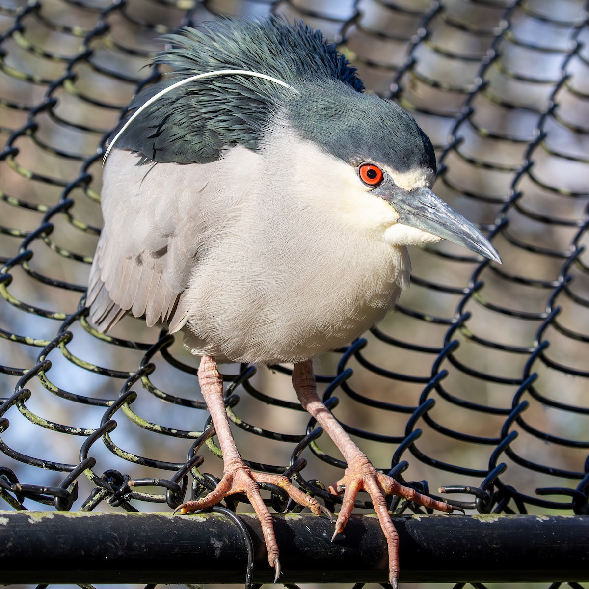 Black-crowned Night Heron - ML630935952