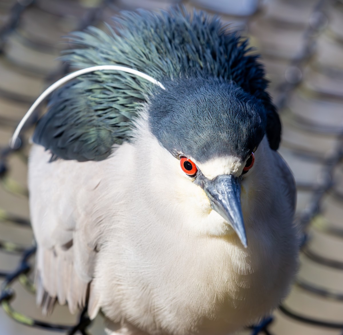 Black-crowned Night Heron - ML630935954