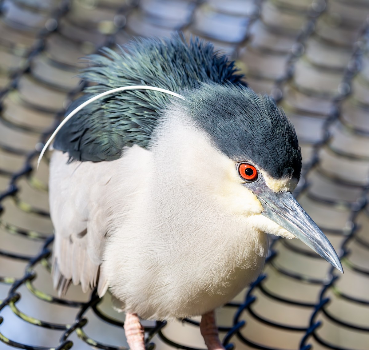 Black-crowned Night Heron - ML630935955