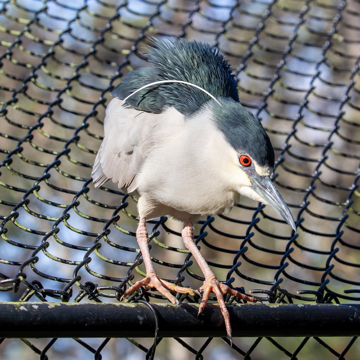 Black-crowned Night Heron - ML630935956