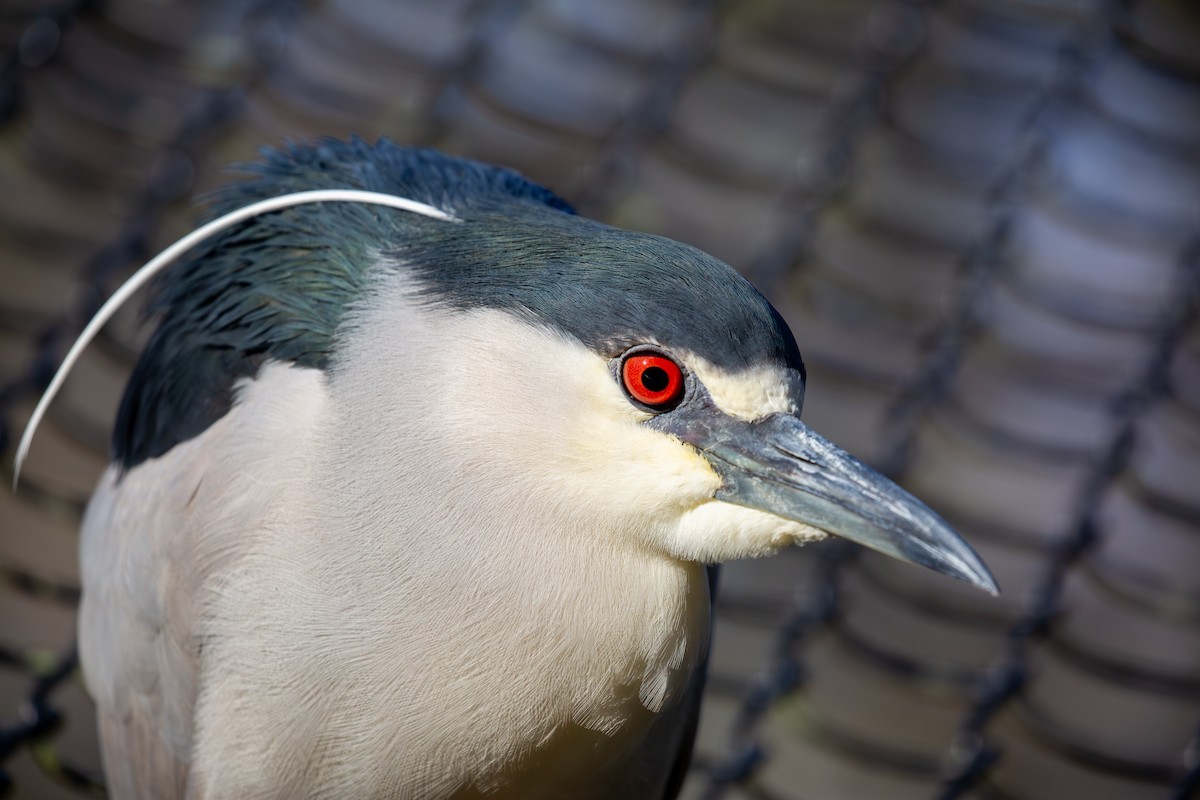Black-crowned Night Heron - ML630935957