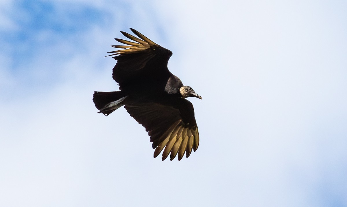 Black Vulture - ML630936076