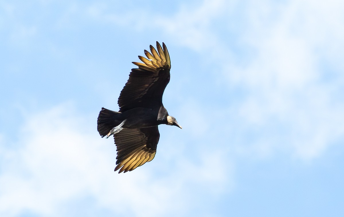 Black Vulture - ML630936077