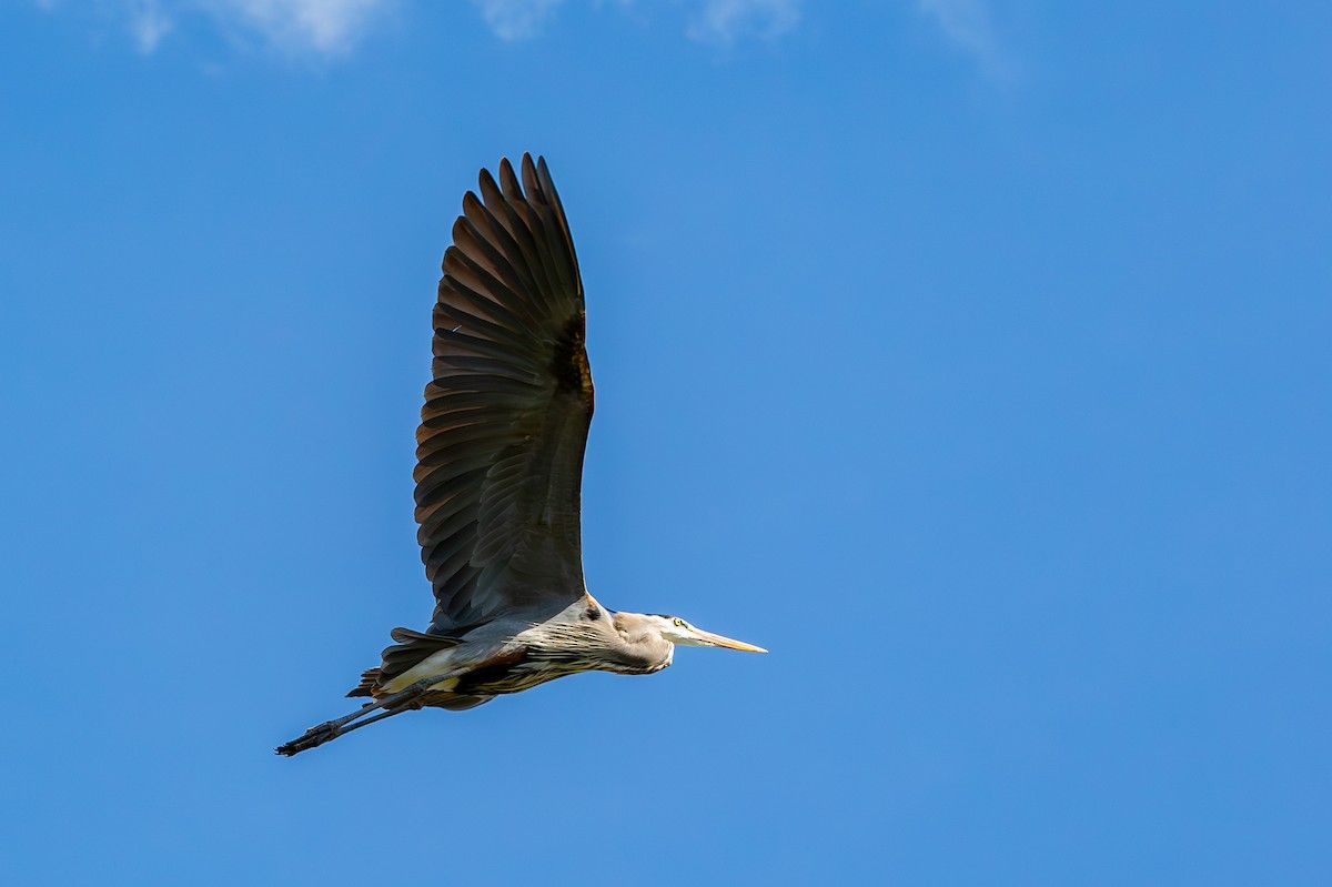 Great Blue Heron - ML630936089