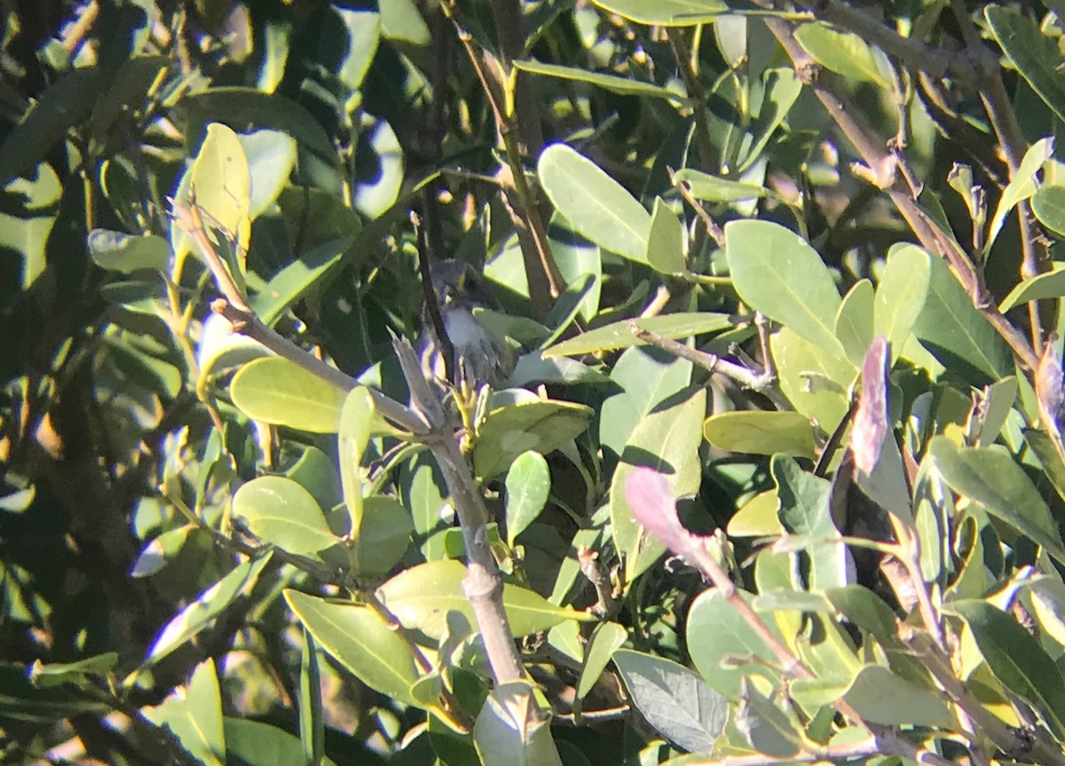 Seaside Sparrow - ML630936117