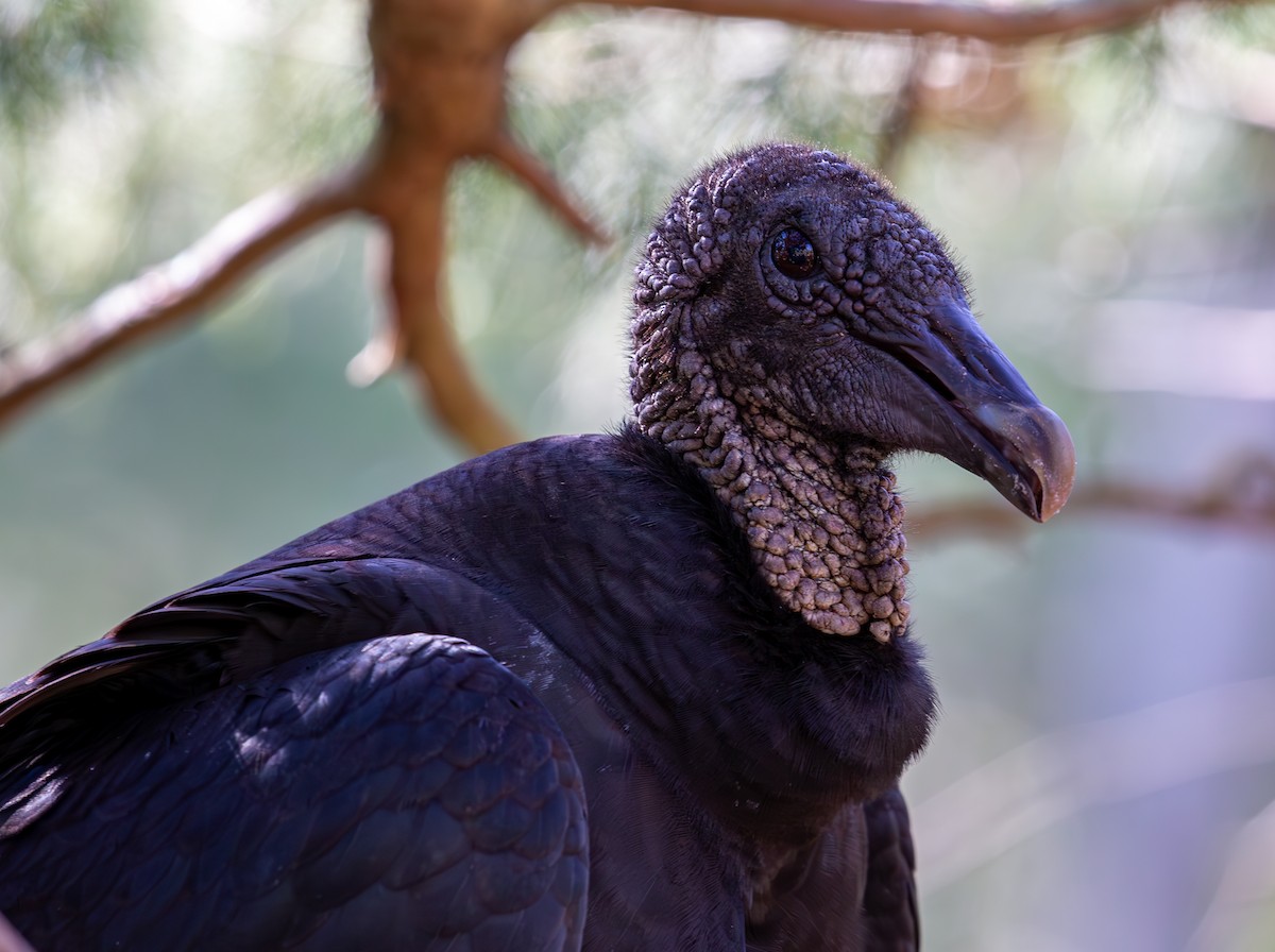 Black Vulture - ML630936158