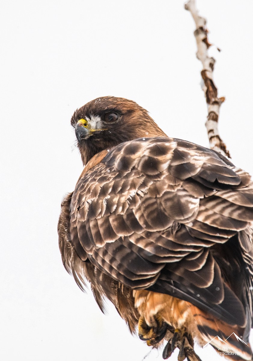 Red-tailed Hawk - ML630936162