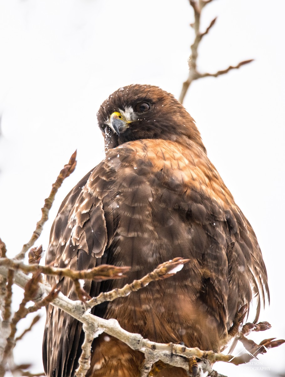 Red-tailed Hawk - ML630936171