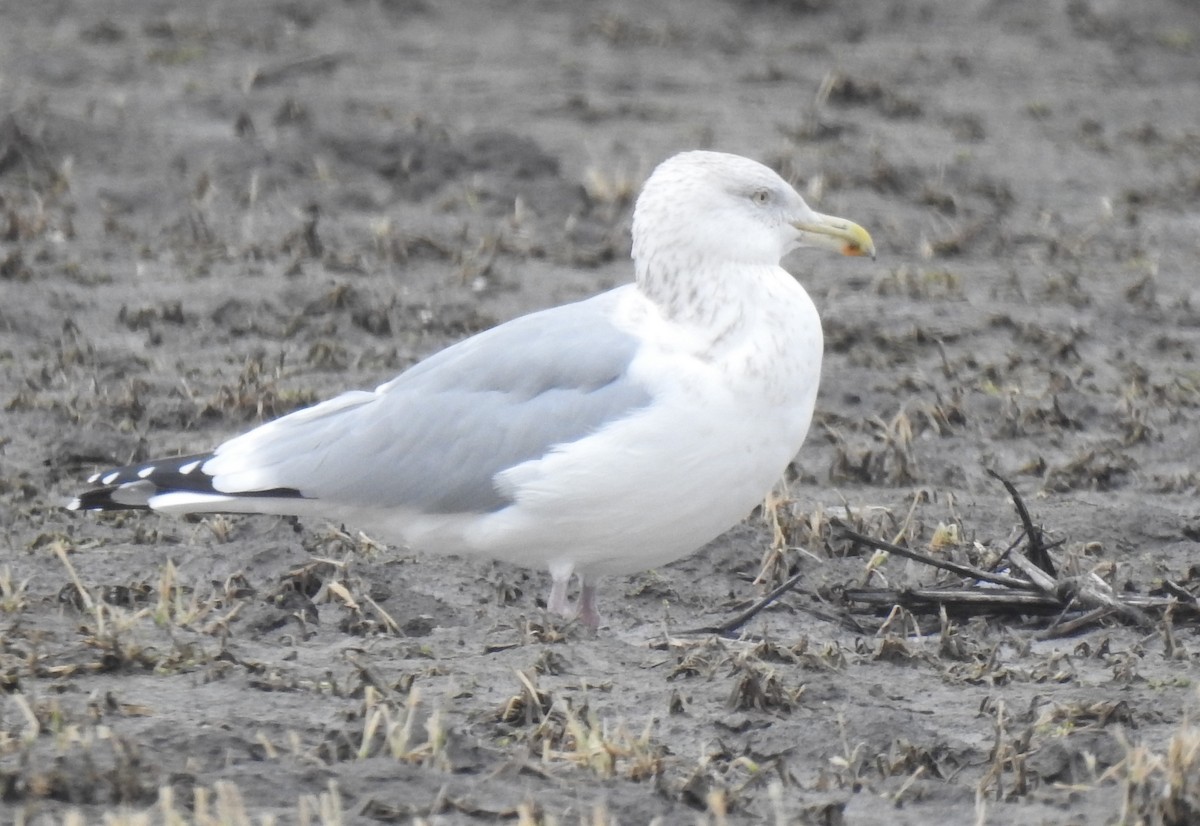 American Herring Gull - ML630936373