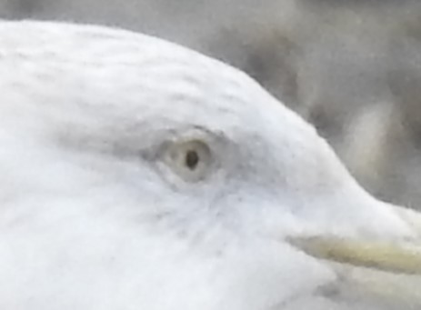 American Herring Gull - ML630936376