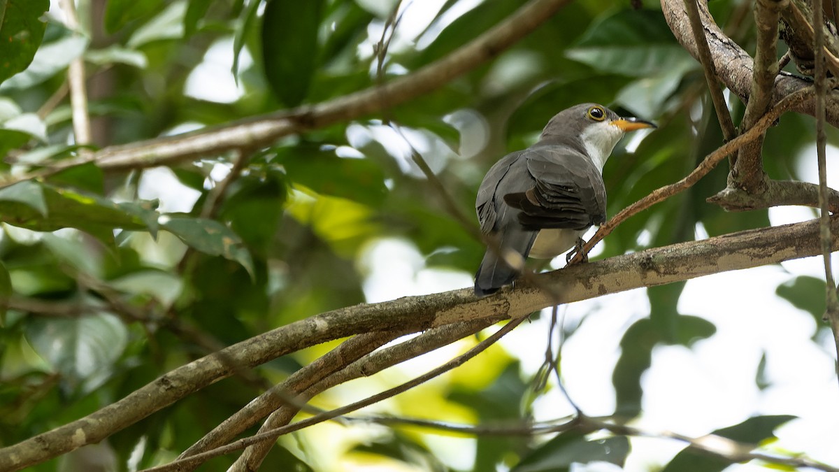 Pearly-breasted Cuckoo - ML630936491