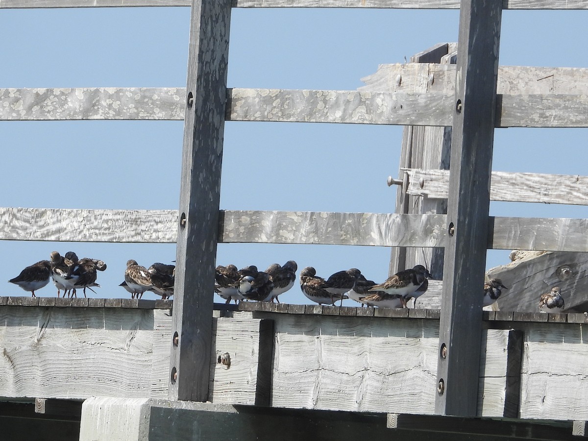 Алаг хайргач - ML630937000