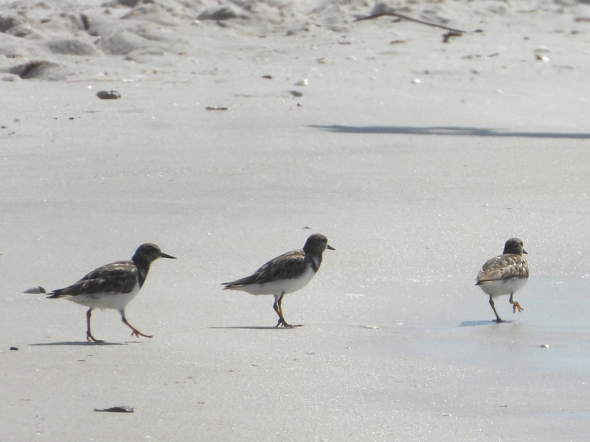 Алаг хайргач - ML630937007