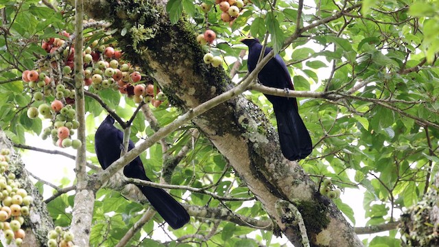 Ross's Turaco - ML630937020