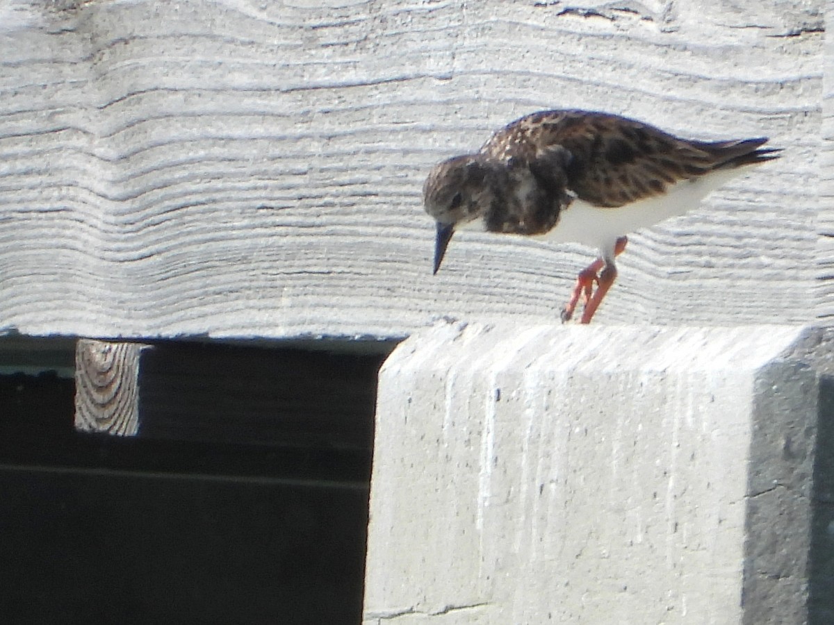 Алаг хайргач - ML630937047