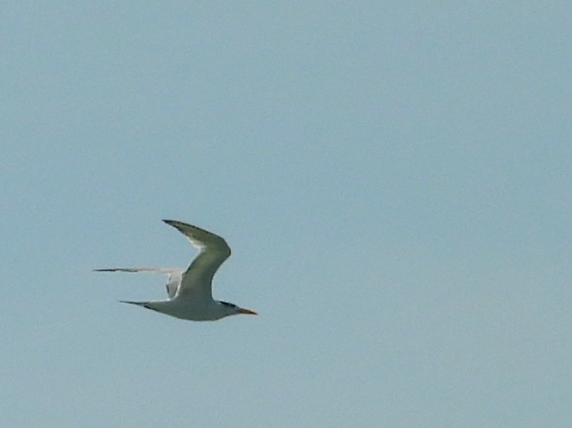 Royal Tern - ML630937061