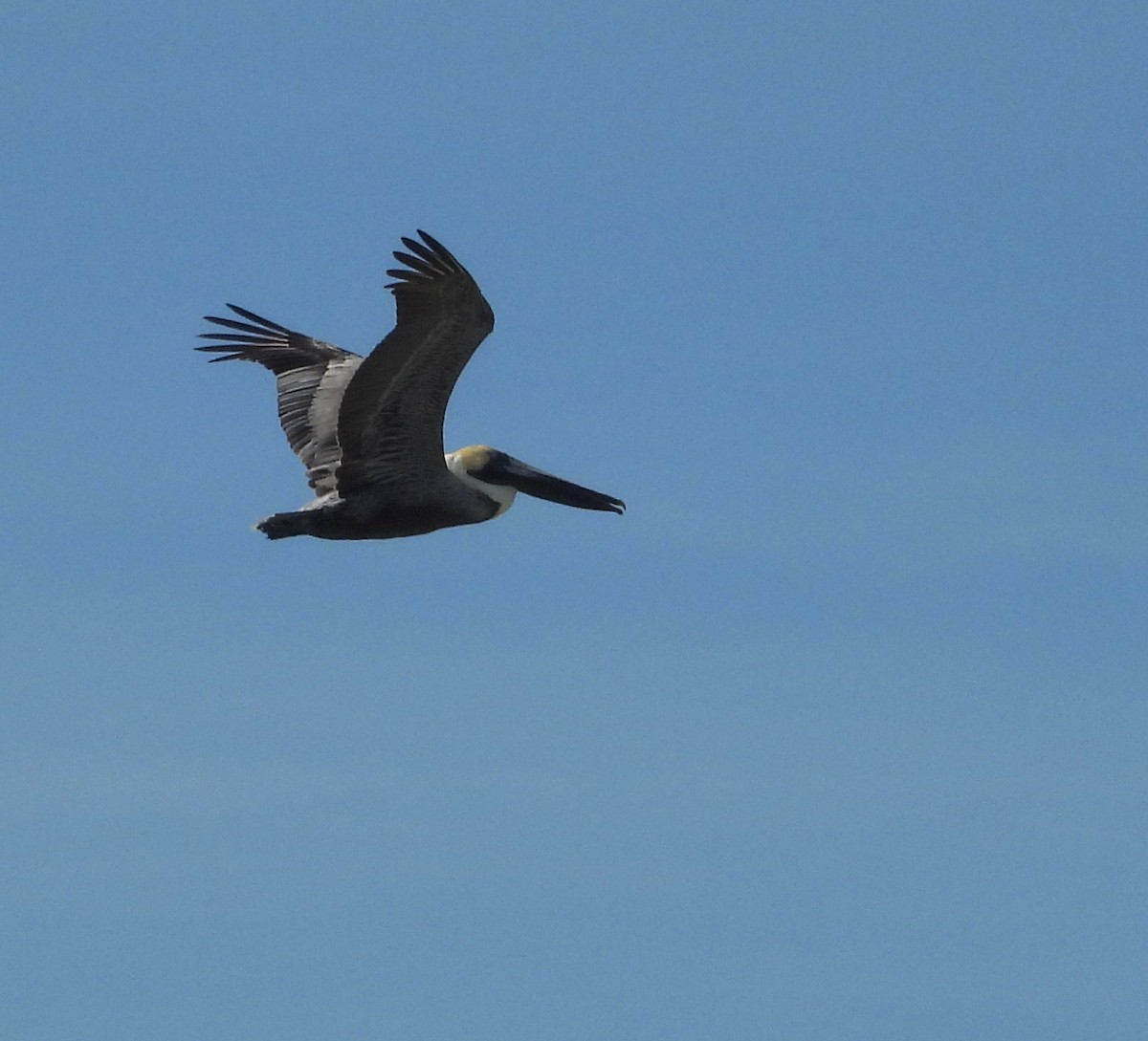 Brown Pelican - ML630937083