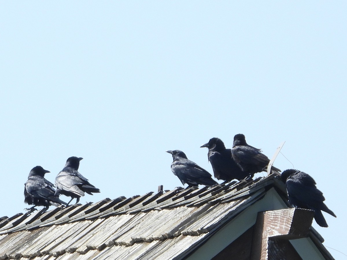 Fish Crow - ML630937095