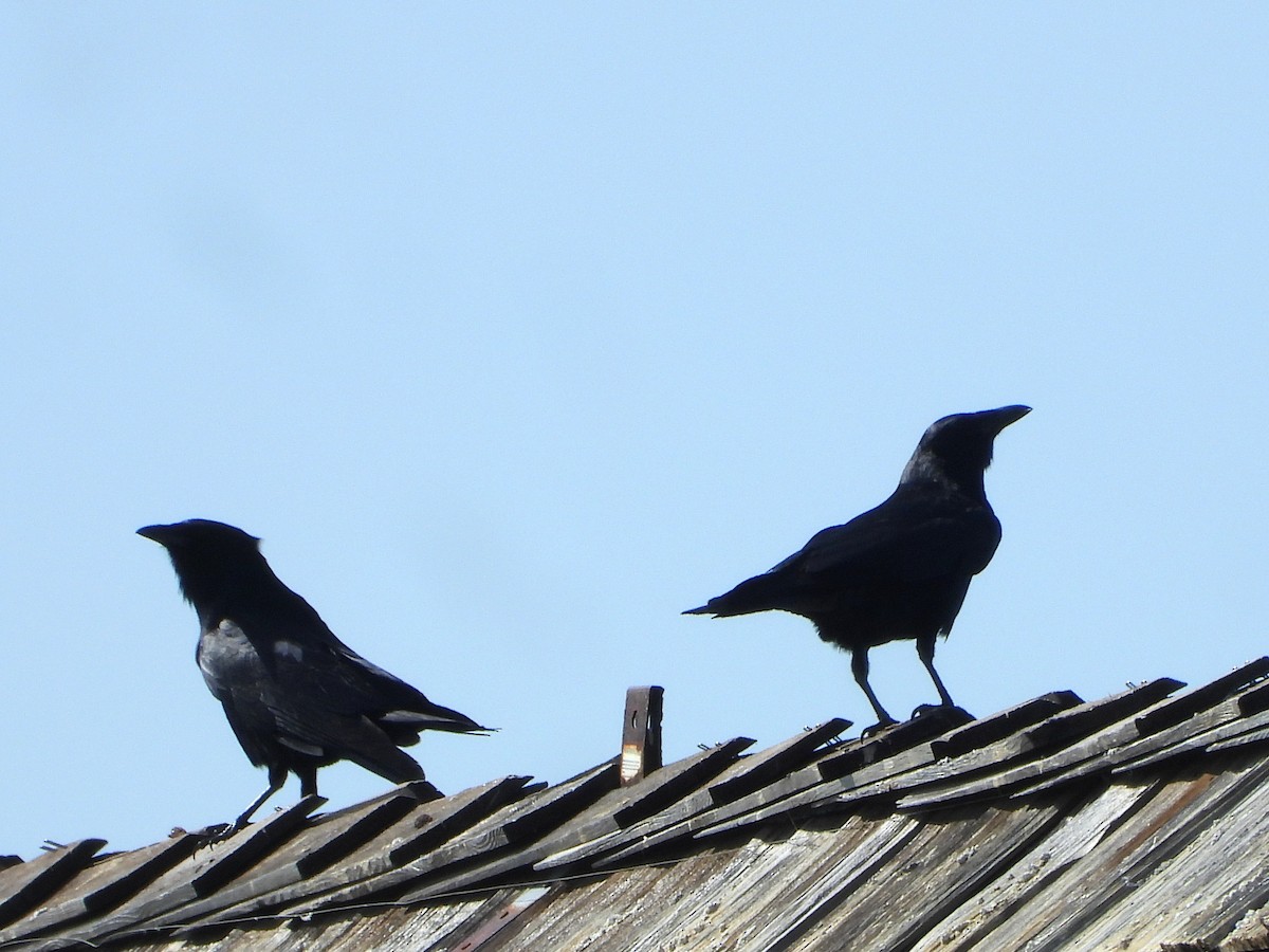 Fish Crow - ML630937096