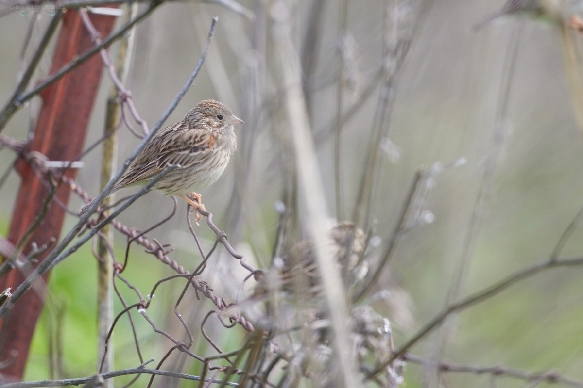 Vesper Sparrow - ML630937422