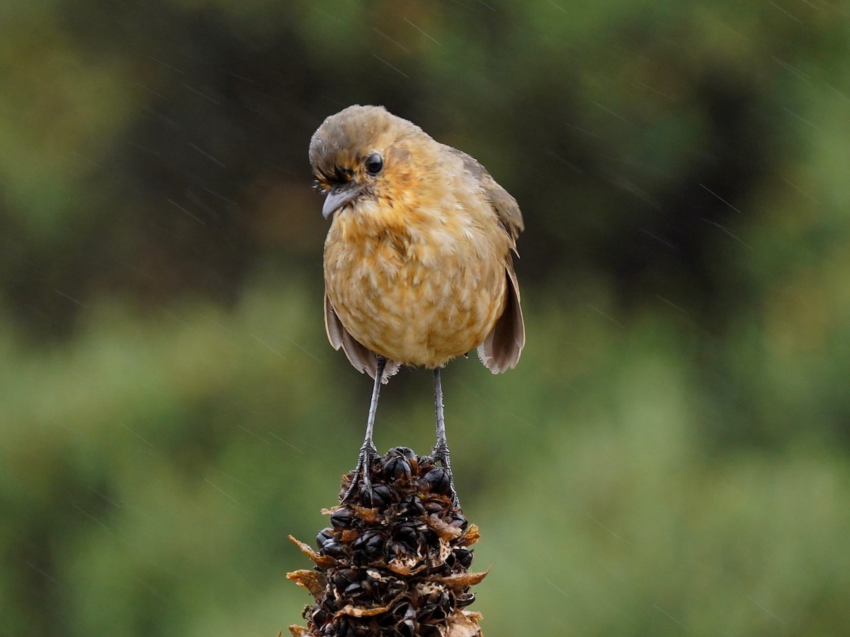 Boyaca Antpitta - ML630937501