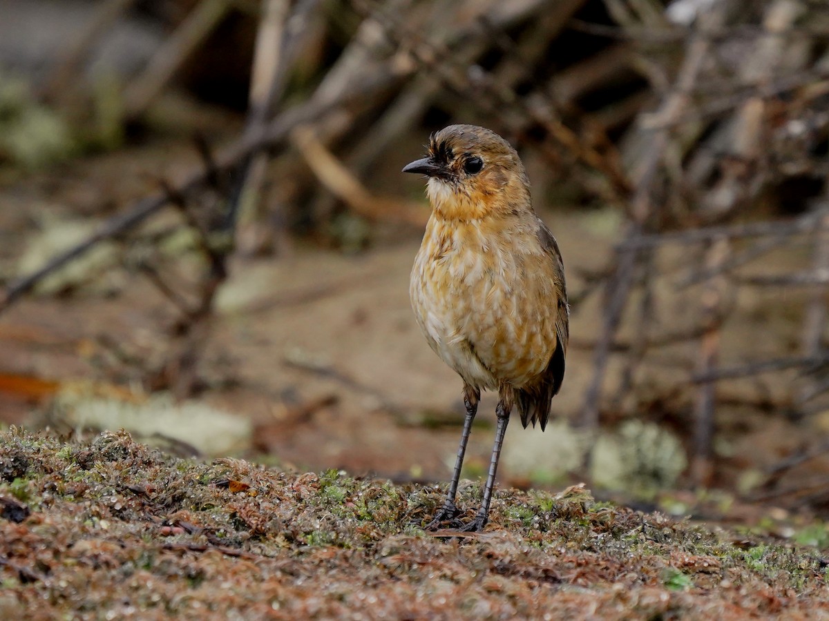 Boyaca Antpitta - ML630937507